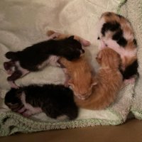 箱の中にいる子猫たち