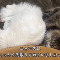 テロップ「ニャンズにしっかり～」