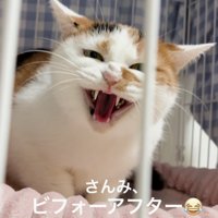 カメラを見て威嚇をする猫
