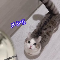 缶を見る猫