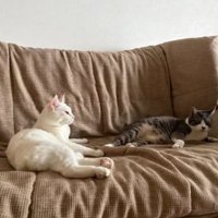 室内にいる猫