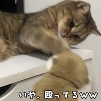 「いや、殴ってるｗｗ」のテロップ写真