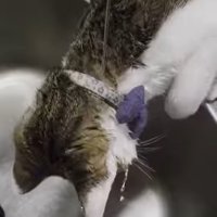 頭に水が流れ落ちる猫