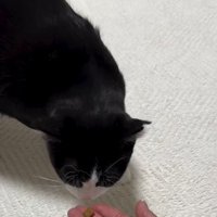においを嗅ぐ猫