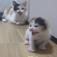 三毛猫の親子