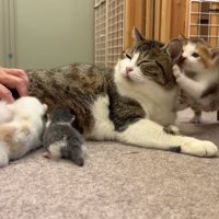 授乳したりじゃれられたりする成猫