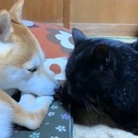 向き合うふたり(さらに身を低く)