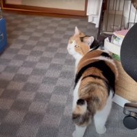 振りむいている猫