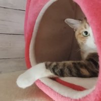 ハウスから手を出す猫の写真
