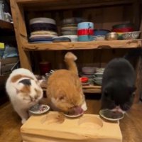 横に並べられた器に顔を入れてごはんを食べる3匹の猫