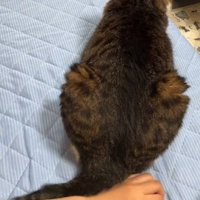 しっぽを手に当てる猫