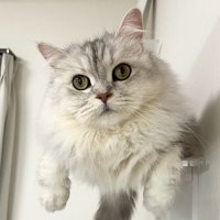 キャットステップから体がはみ出しているのに腹ばいになっているサイベリアン