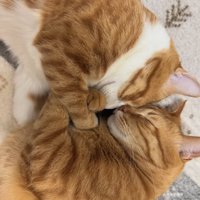 顔をくっつけて眠る2匹の猫