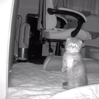 ペットカメラにうつる猫