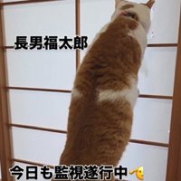 ニャルソック中の猫