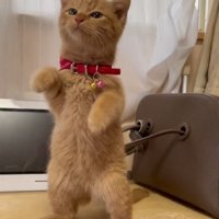 後ろ足で立ち上がる子猫