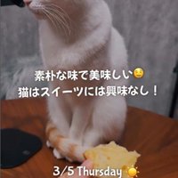 ケーキを差し出している人と無視している猫