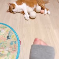 無表情な猫