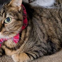 困っている表情の猫