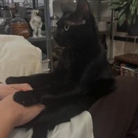 飼い主の両手の甲を押さえつける黒猫（横）