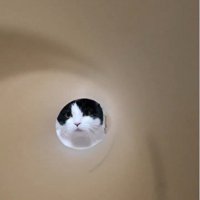 キッチンペーパーの芯の向こうにいる猫