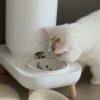 自動給餌器から出てくるごはんを食べる猫