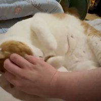なでられる猫