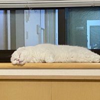 体を直線にして眠る猫