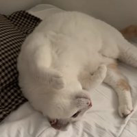 飼い主の姿を見て、お腹を出して寝転がる猫