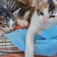 眠たそうな顔をしている2頭の子猫