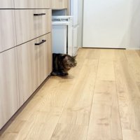 赤ちゃんの泣き声に驚いて隠れるキジトラマンチカン