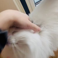 飼い主に頭を撫でられるノルウェージャン