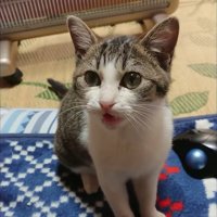 座って鳴く子猫