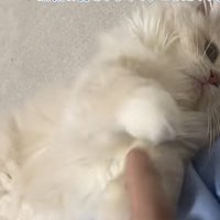 「超短足ねこパンチ！」のテロップ写真2