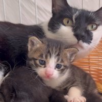 母猫と子猫の顔