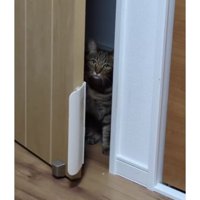 ドアの前の猫