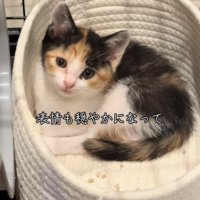猫ベッドの中にいる子猫