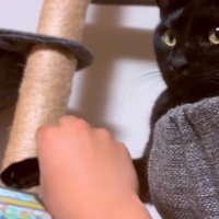 太鼓の達人をやる猫2