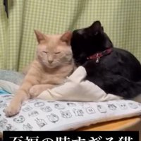 毛繕いする猫