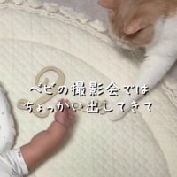 赤ちゃんの腕と猫