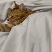 お布団をかけて