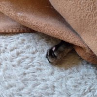 猫の前足