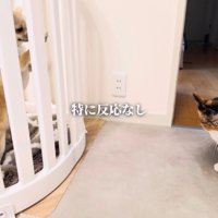 ケージの中で立ち上がったチワワとそっぽを向いた三毛猫