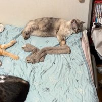 見つめる猫