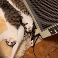 同じポーズの猫