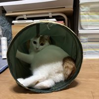 トンネルの中に寝そべる猫