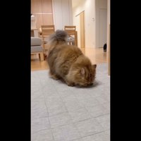 床に顔を近づける姿