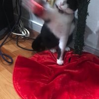 クリスマスツリーのオーナメントをパンチする猫