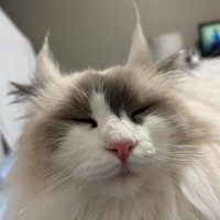 猫の顔