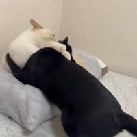 掴み合う猫